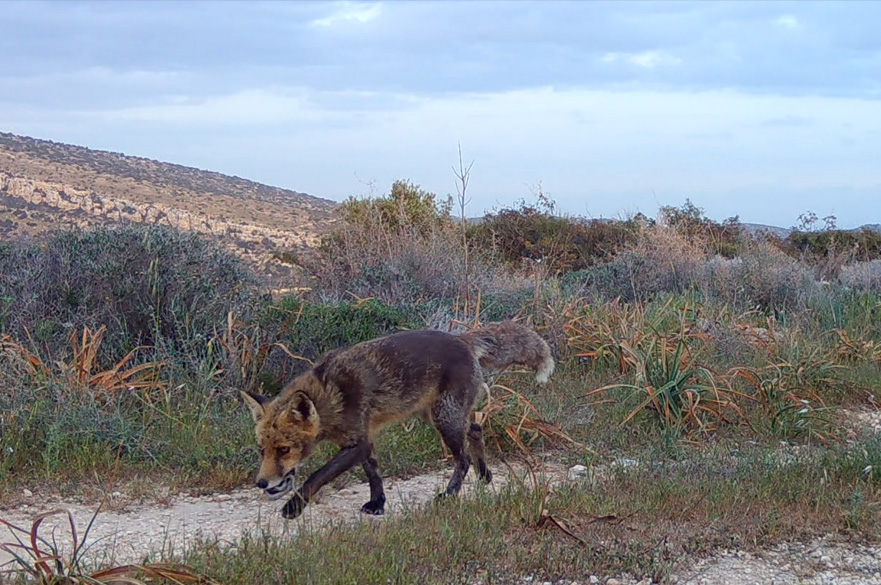 A Cyprus fox walking along path