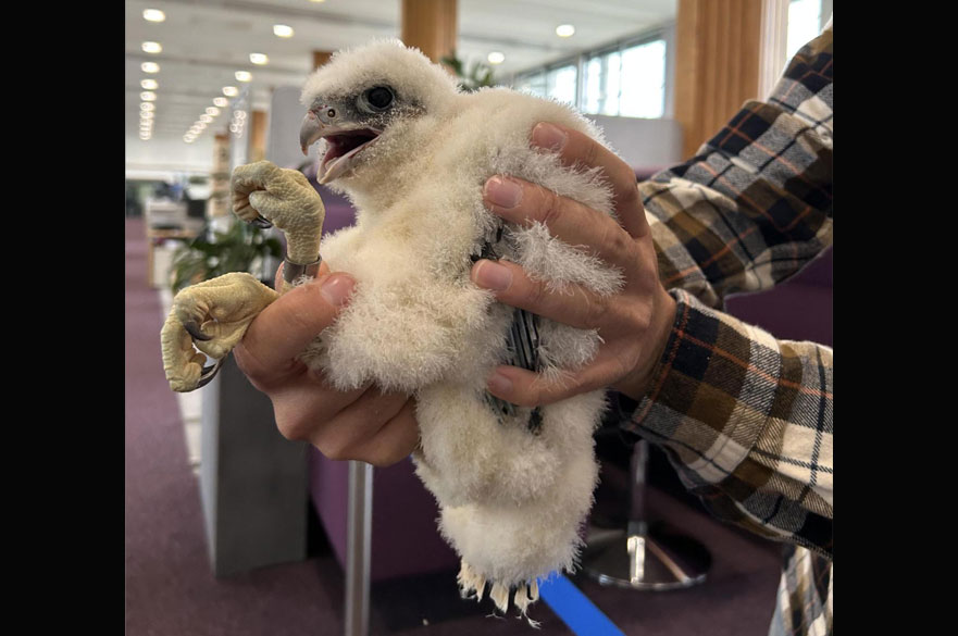 Archie and P9's 2026 chick being ringed in the Newton building
