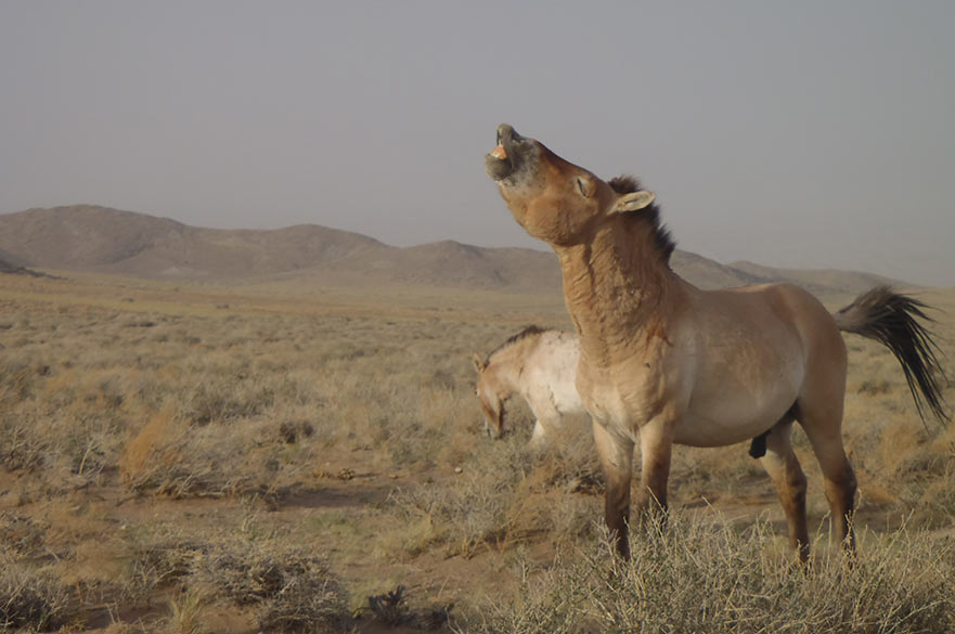 Takhi Wild Horse