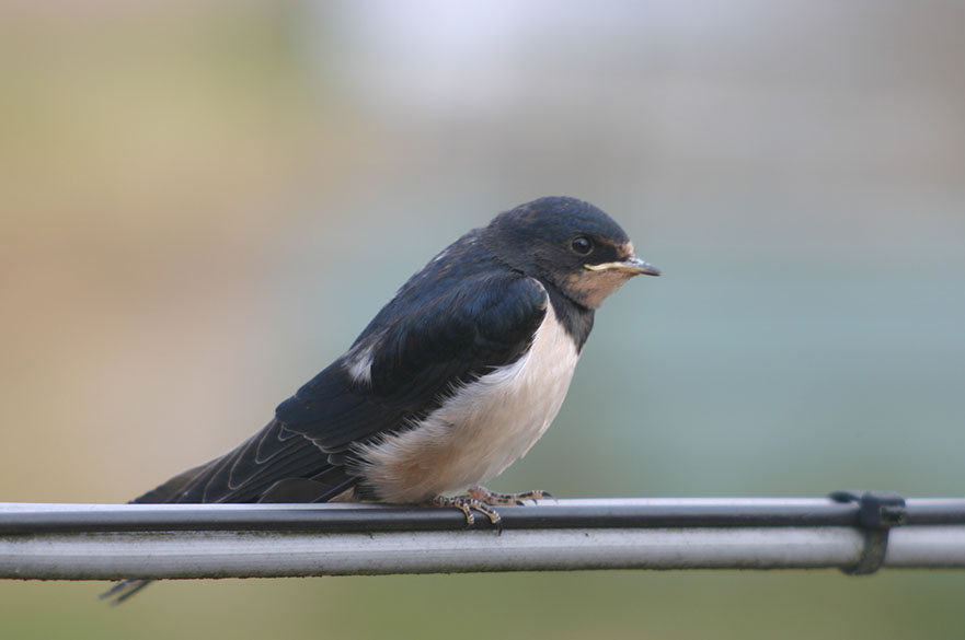 Bird on wire