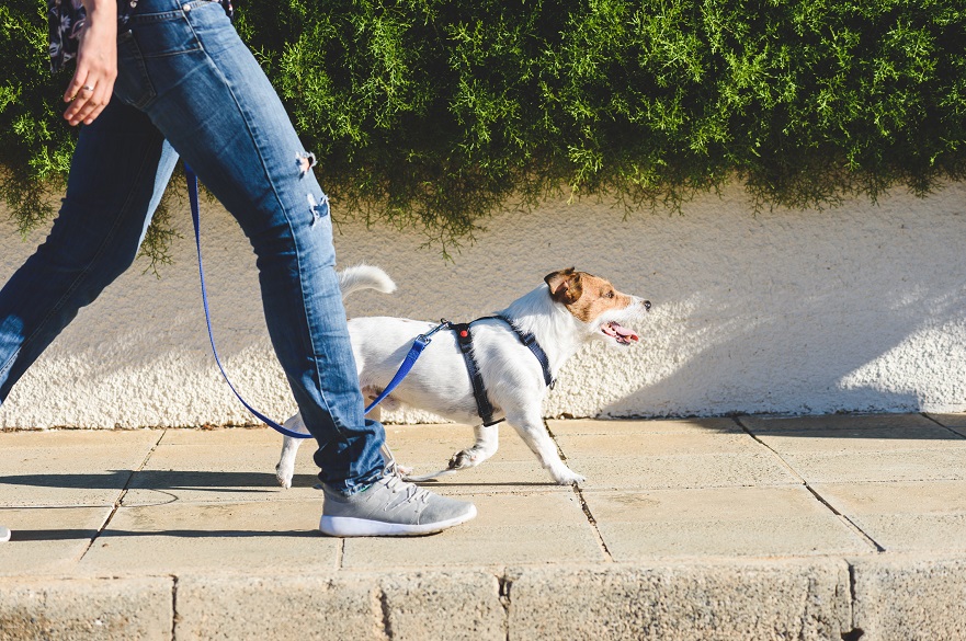 person walking a dog with a harness down a street