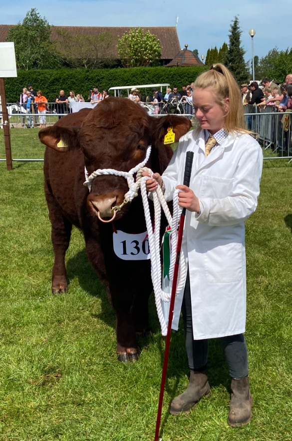 Lincolnshire Red bull at the Nottinghamshire County Show