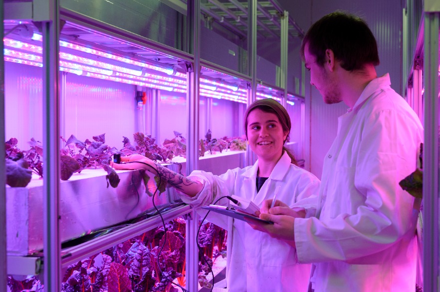 BSc Agriculture - Students learn about alternative crop growing methods while working on our vertical farm