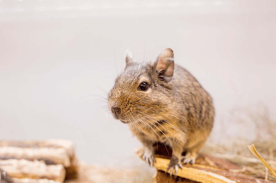 Photo of a rodent from Brackenhurst's Animal Unit