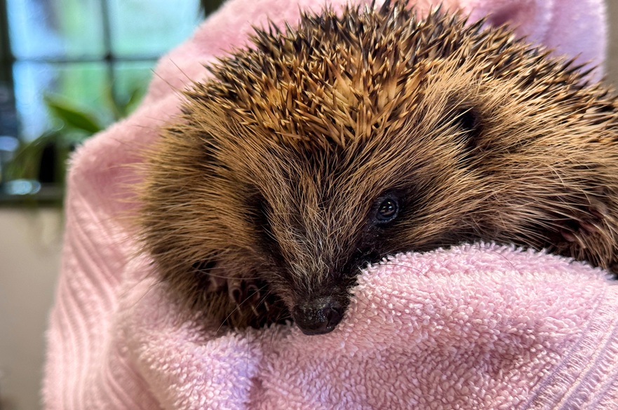 Hedgehog being cared for