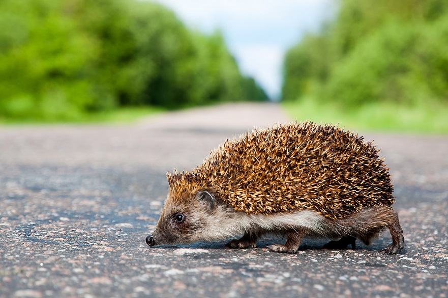 Hedgehog on road