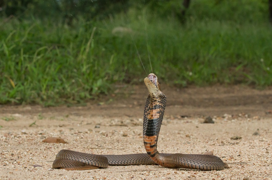 Spitting cobra (Image Wolfgang Wüster)