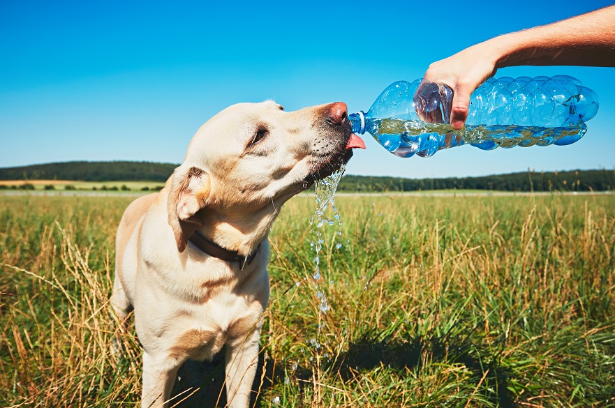 Dog with water