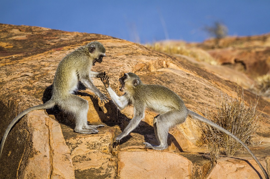 Vervet monkeys fighting on a rock