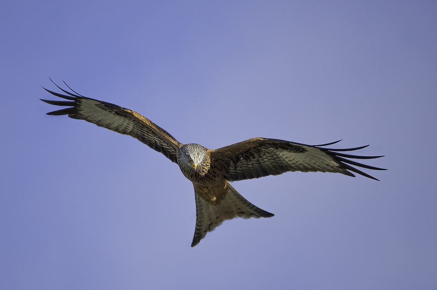 Red kite