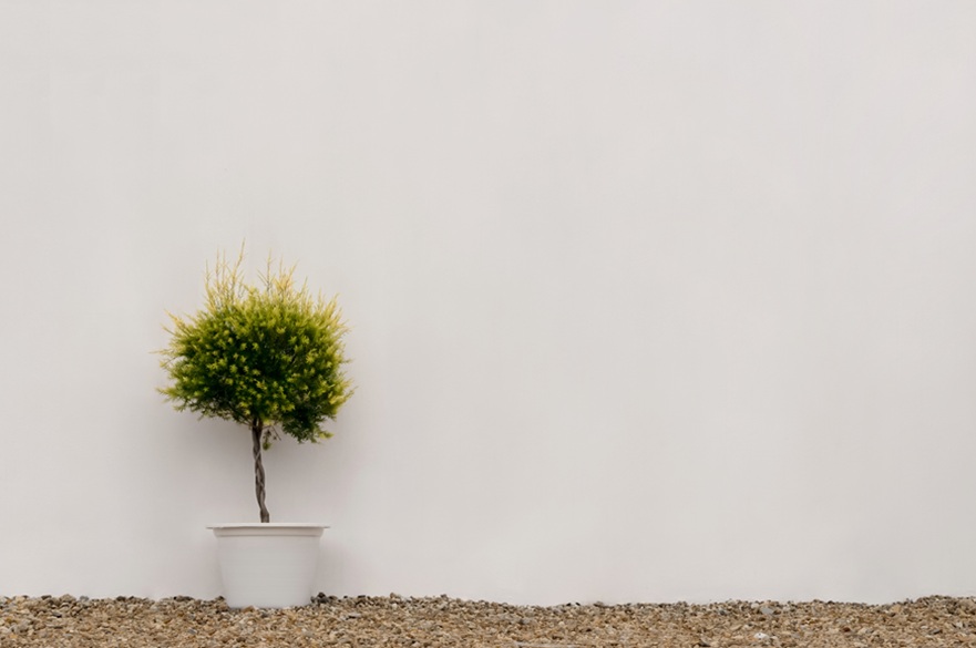 An image of a lone plant in a pot