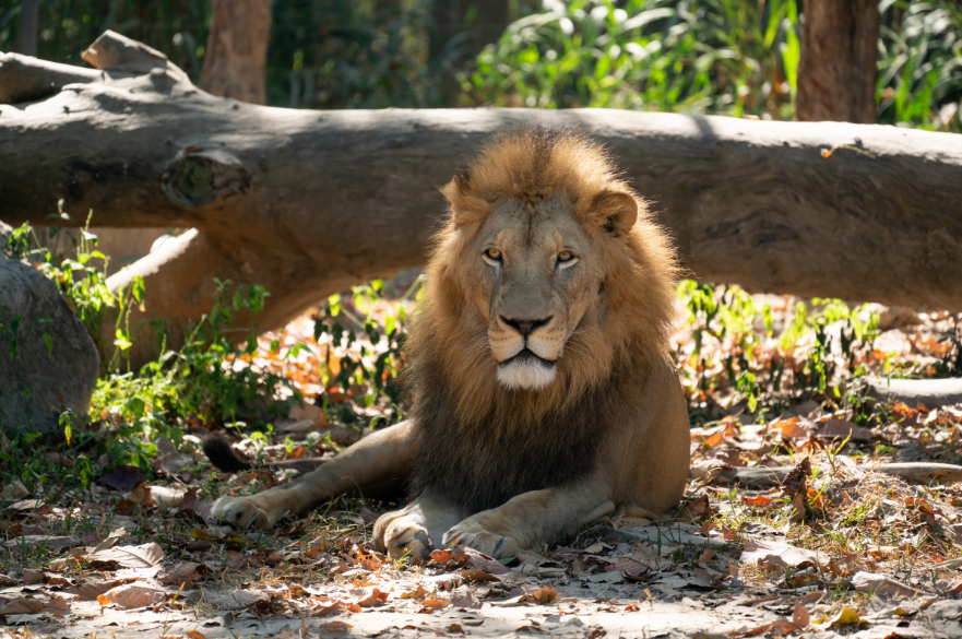 A male lion sitting in a large zoo enclosure