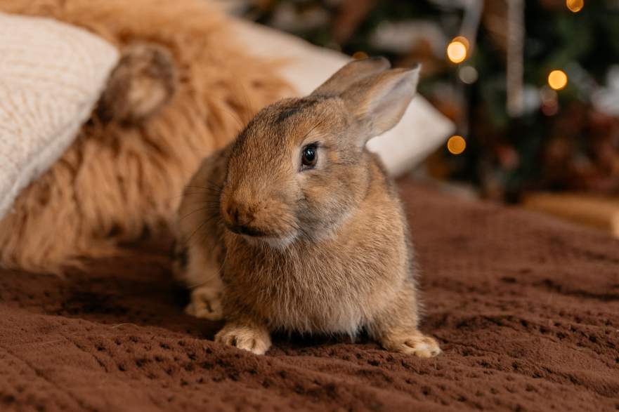 Rabbit inside house