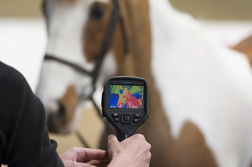 Student using thermal camera on horse