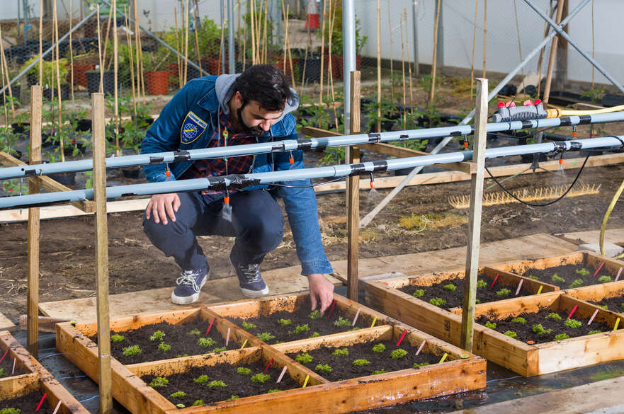 A student checking on his plants in the vegetable patch.