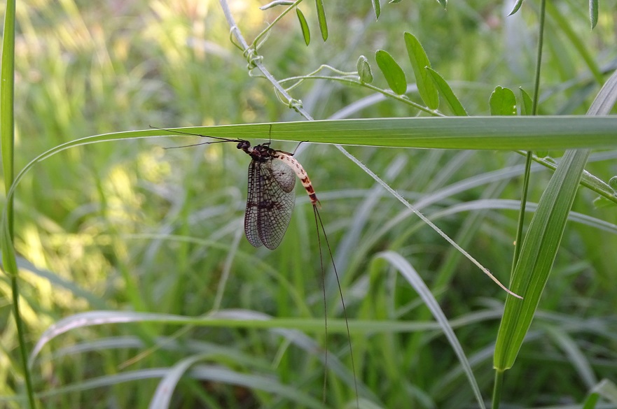 Mayfly