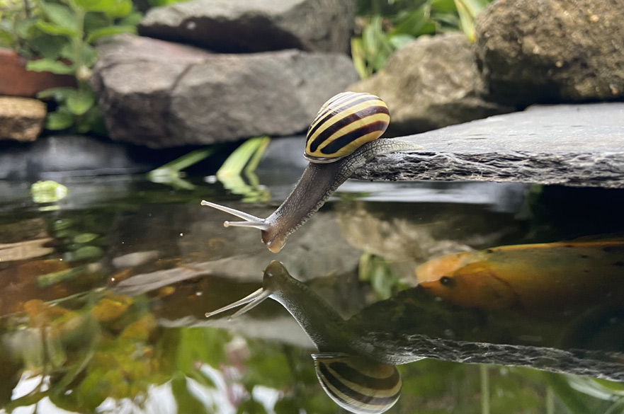 A snail peering into water