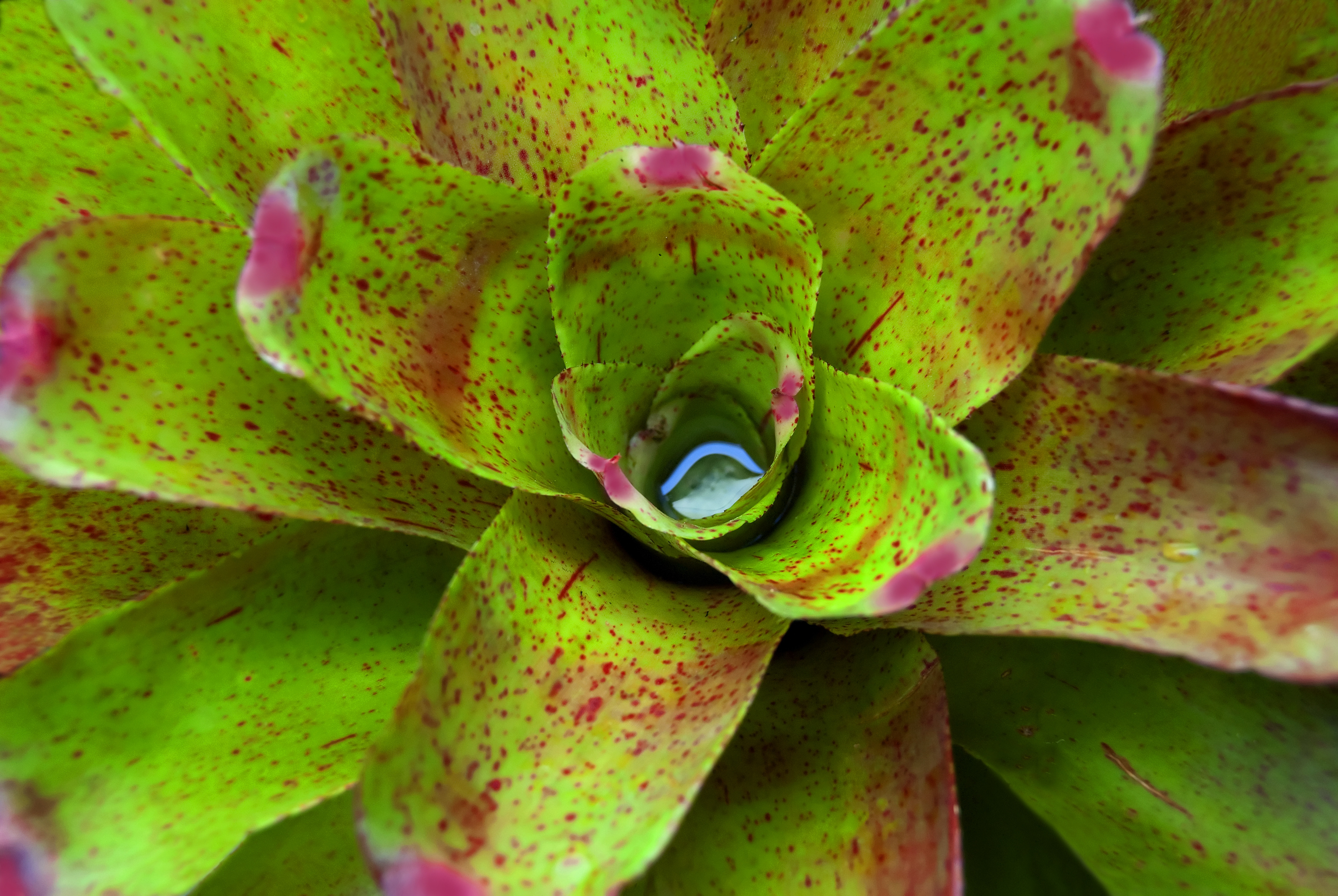 Bromeliad plant