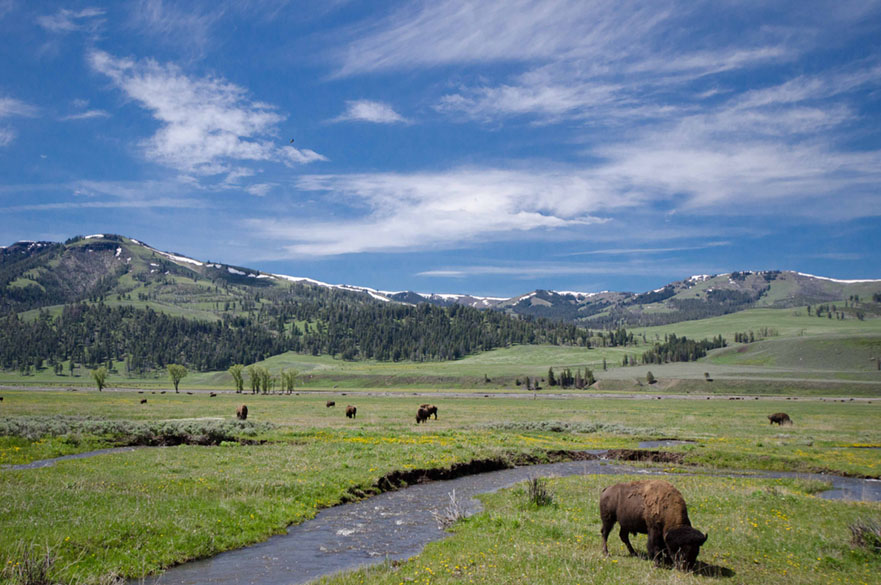 Animals grazing on meadows 