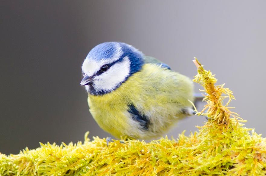 Wildlife Photography - Spring
