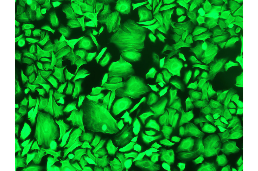 Dr Biola Funmilola Egbowon - Cells and Colour 