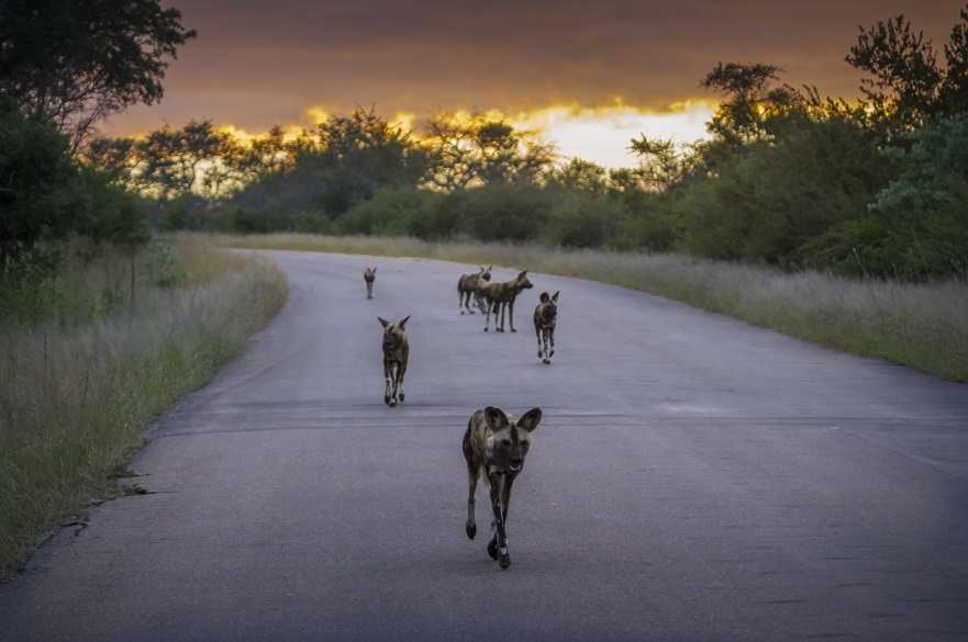 African wild dogs 