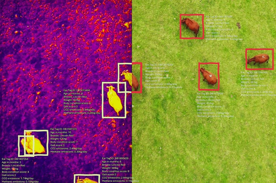 This image captures two perspectives of the same moment: on the right, we see cows grazing peacefully in a green field; on the left, a thermal camera reveals their body heat and movement in vivid detail. But there's more to this picture than meets the eye. Each animal is digitally tracked and monitored using artificial intelligence (AI) to measure weight, behaviour, movement and even daily emissions of carbon and methane.