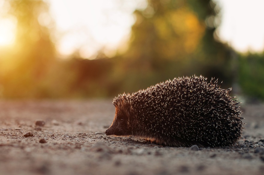 Hedgehog on road