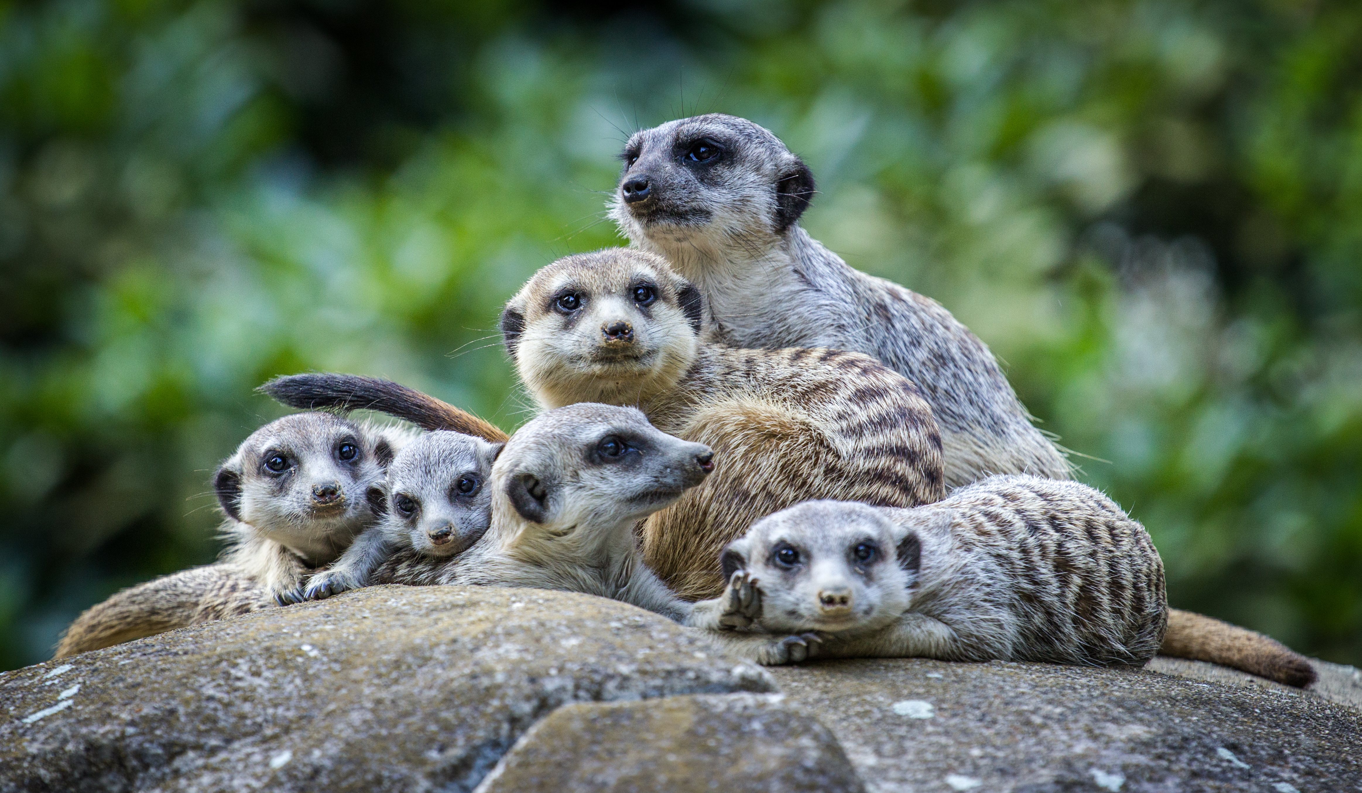 Meerkats