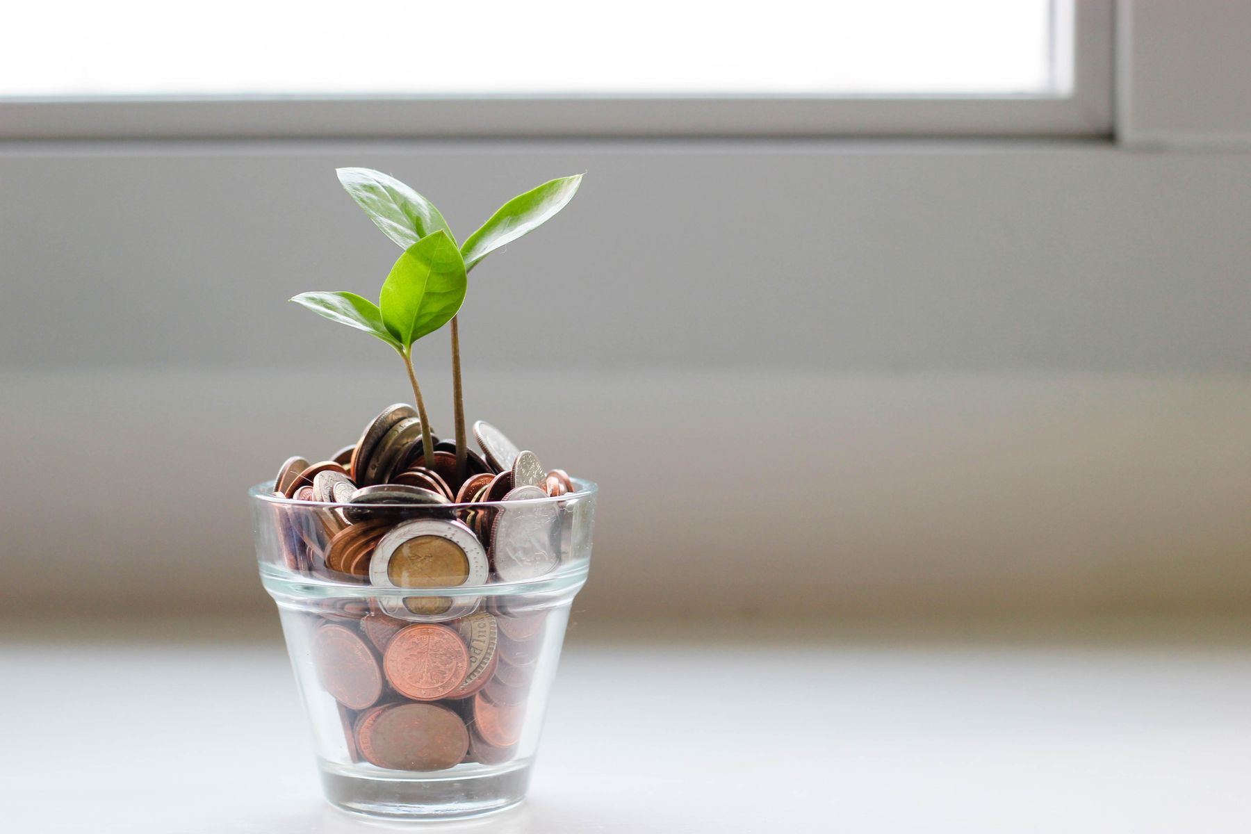 Green plant and coins in clear glass cup
