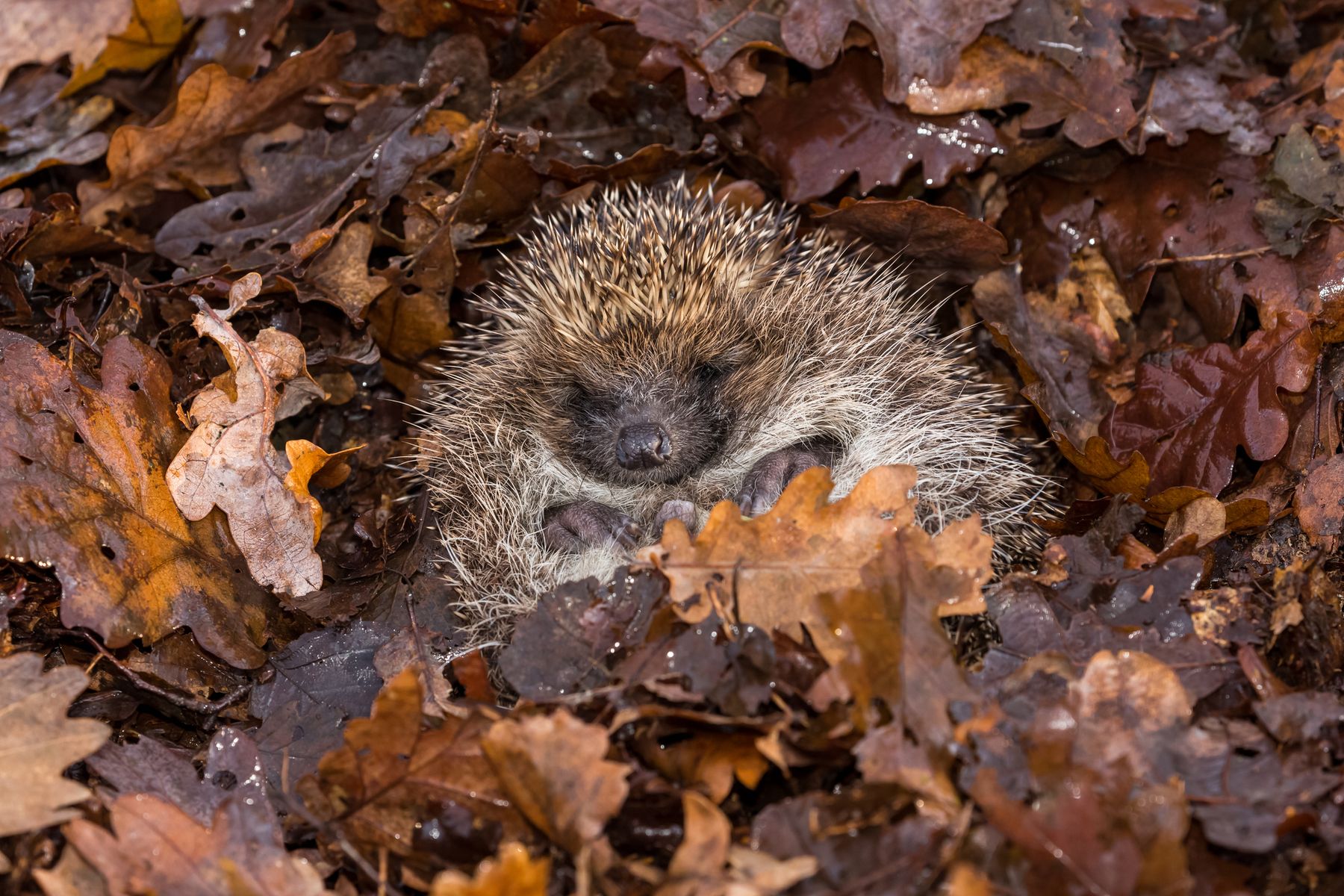 Hedgehog in hibernation