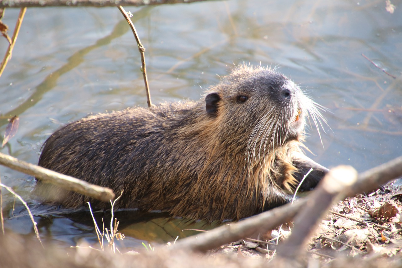 Beaver