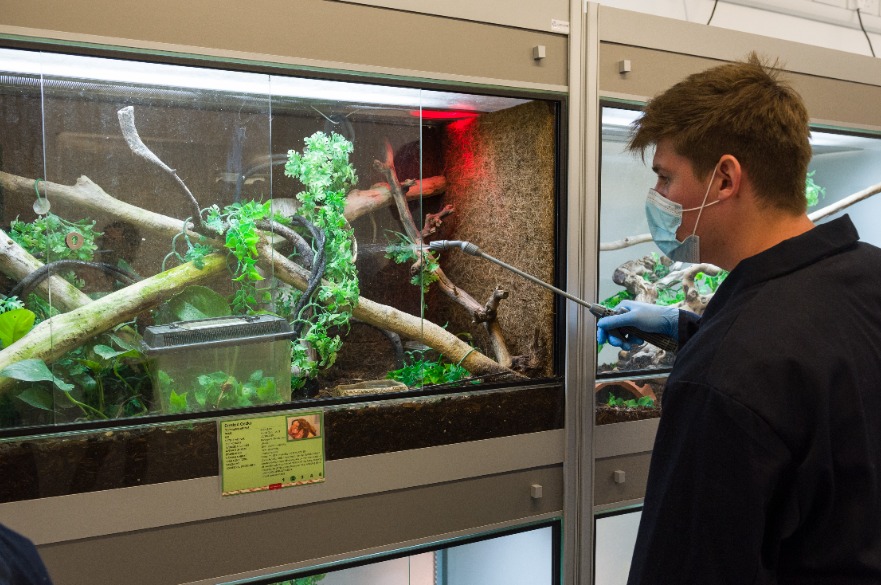 BSc Zoology - A student takes part in a practical session involving the Animal Unit reptiles