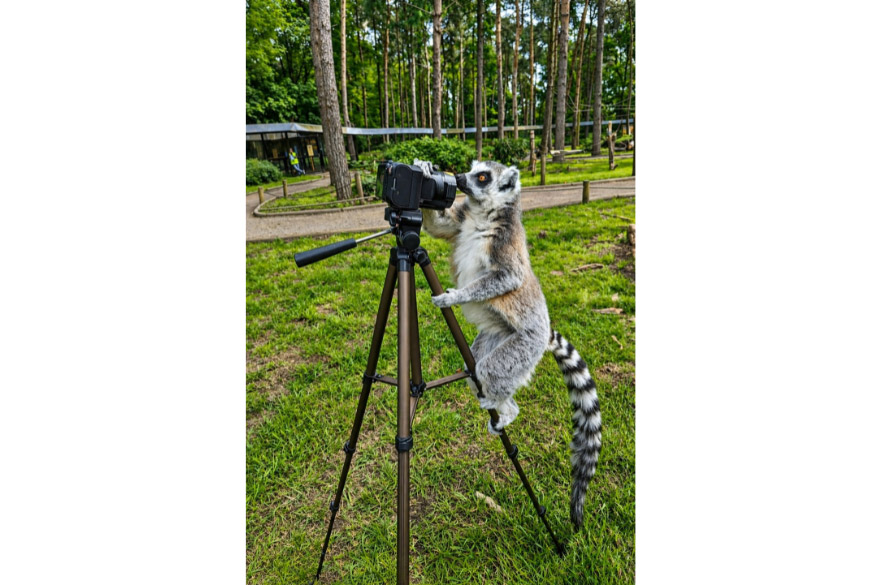 A ring-tailed lemur peers into a camera, blurring the boundary between observer and observed. 
