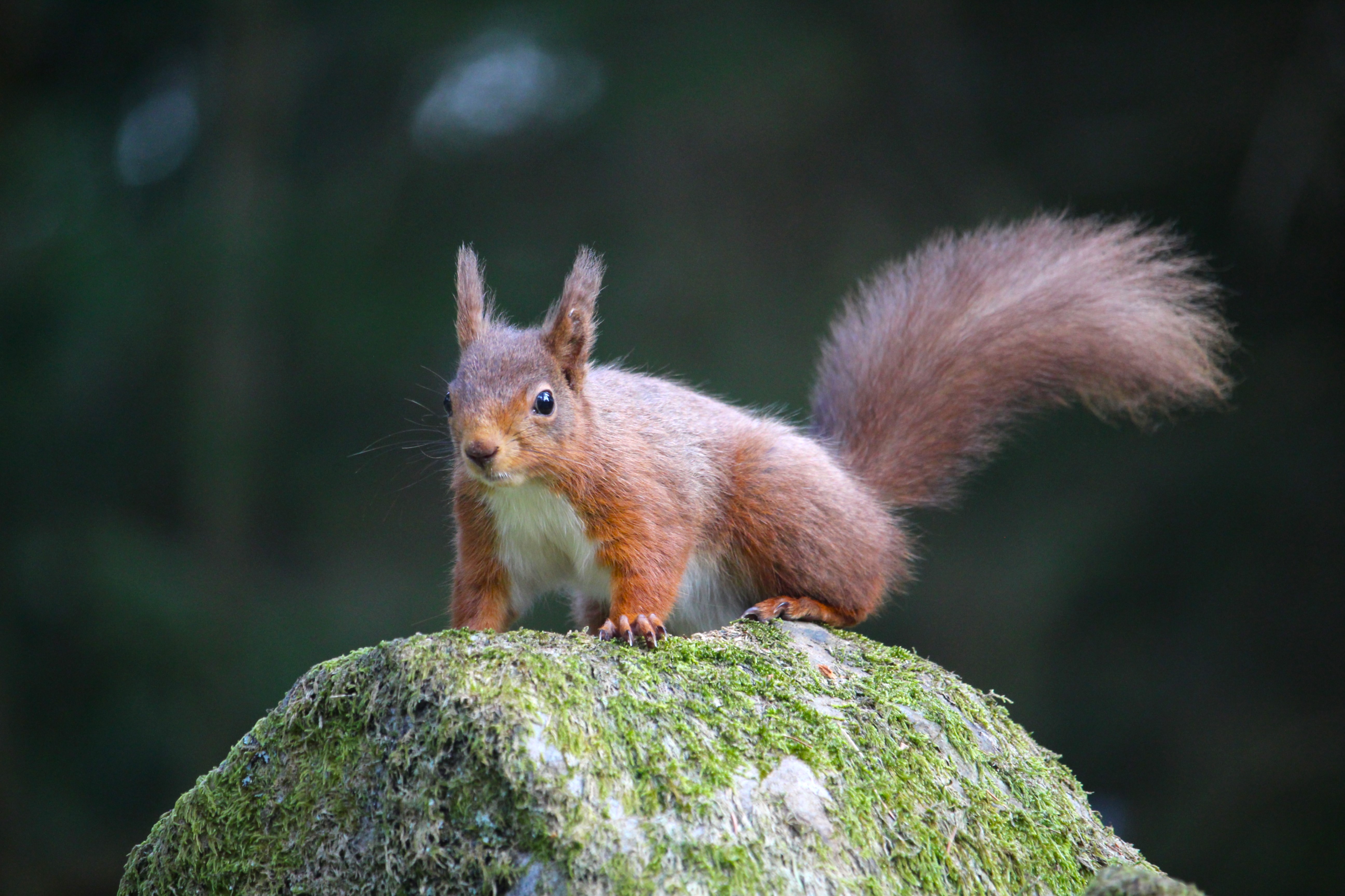 A red squirrel 