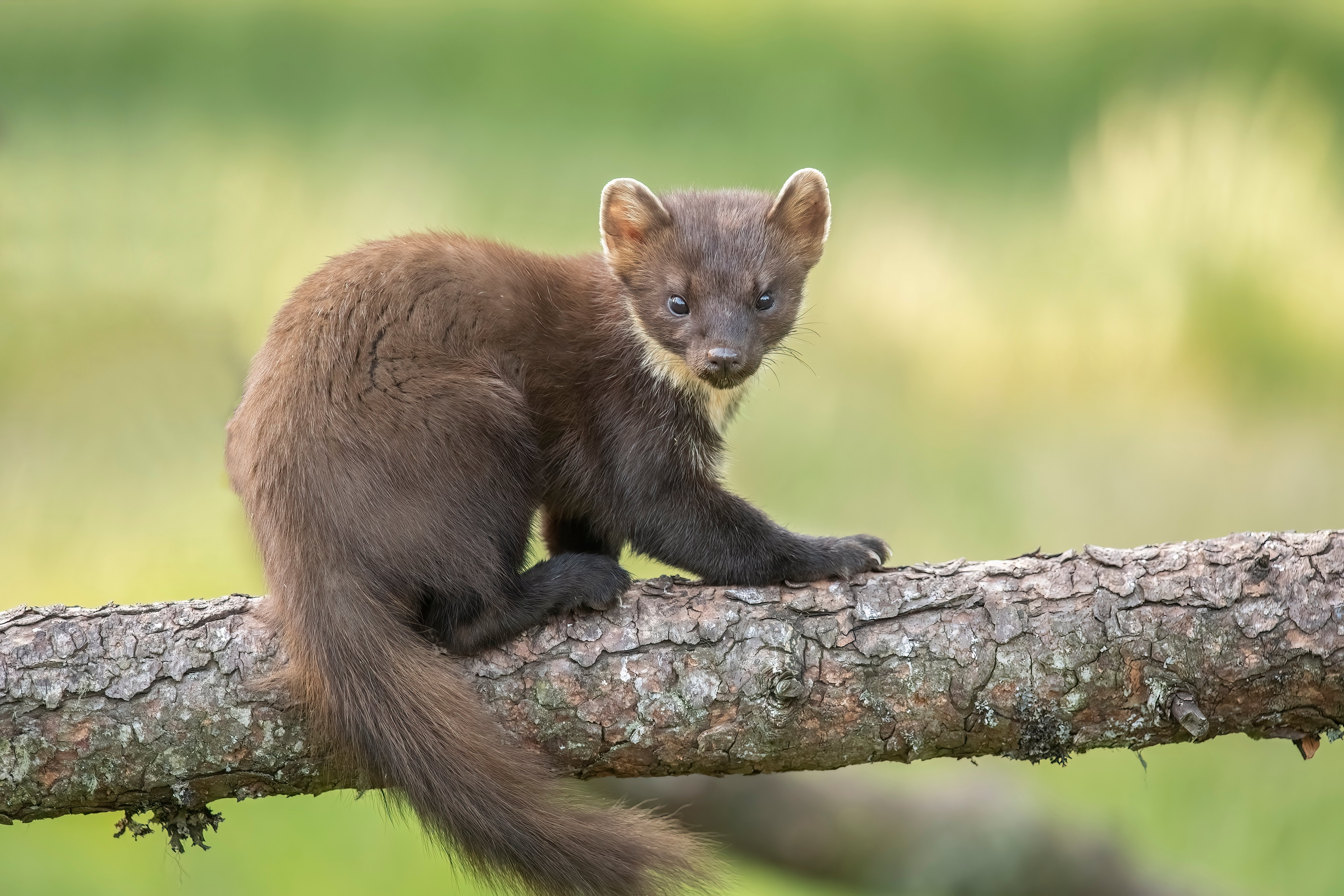 Pine marten