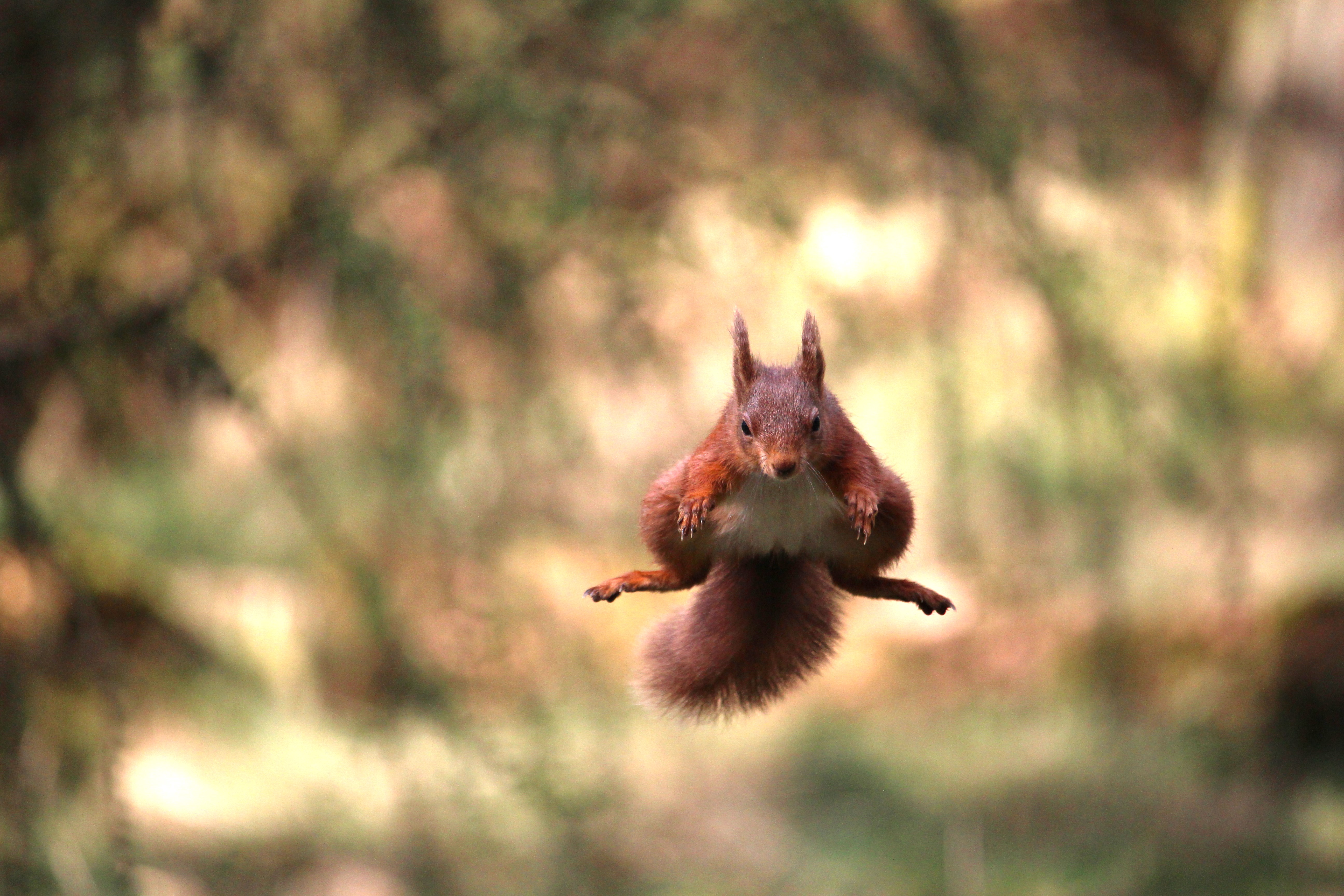 Red squirrel jumping