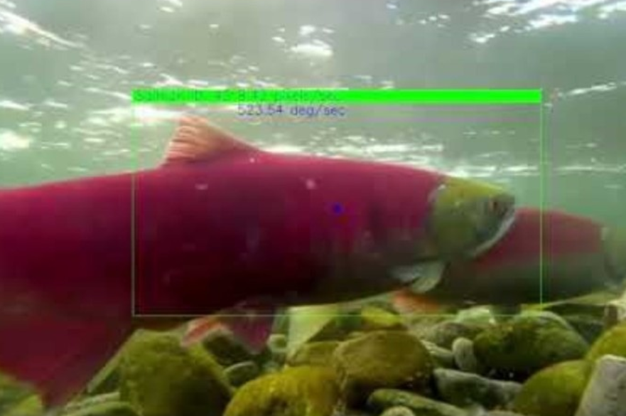 Underwater image of a salmon with a green detection box around its body, showing computer vision tracking.