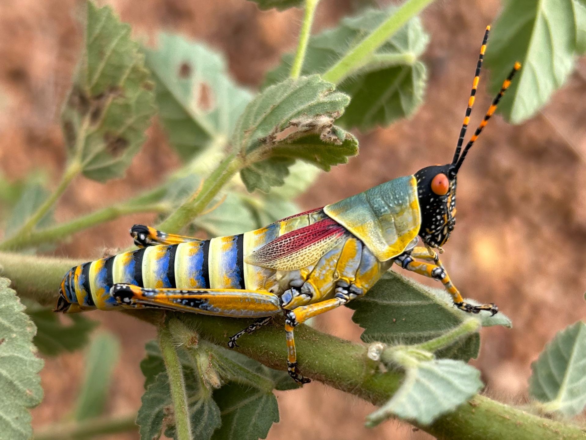Elegant grasshopper