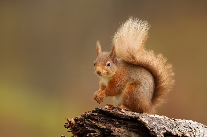 Red squirrel