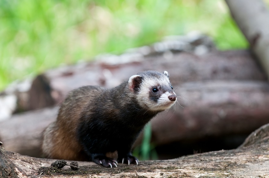 Polecat