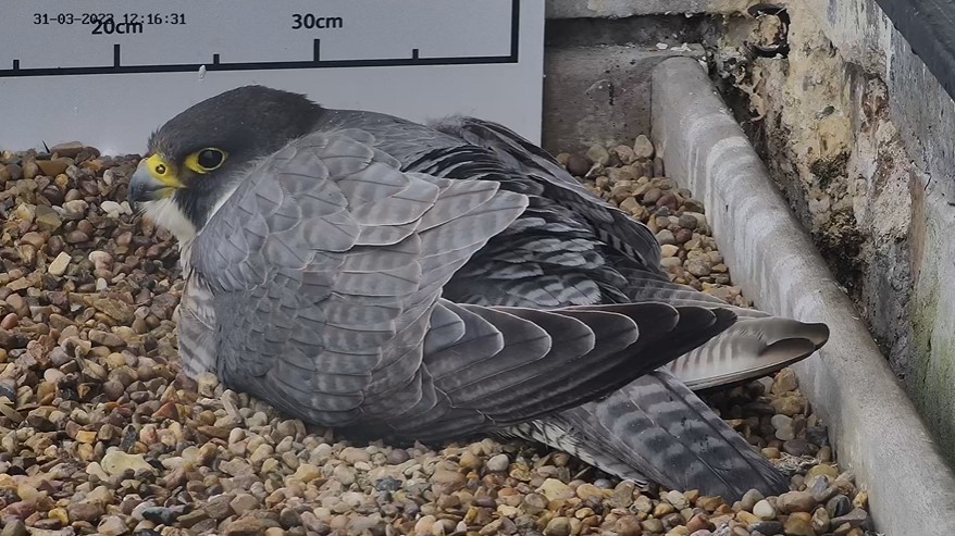 Peregrine Falcon in Nest Box