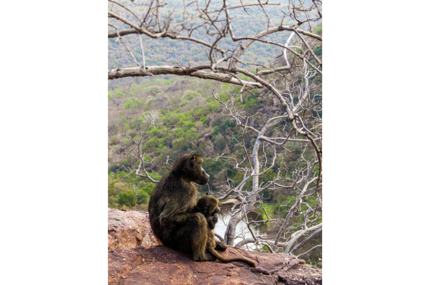 A mother baboon scans the valley below, alert to dangers that could threaten her infant’s survival. 