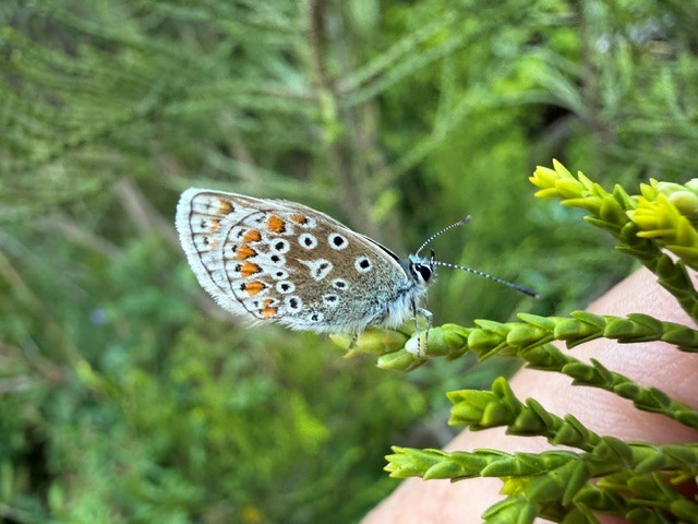 Common blue butterfly
