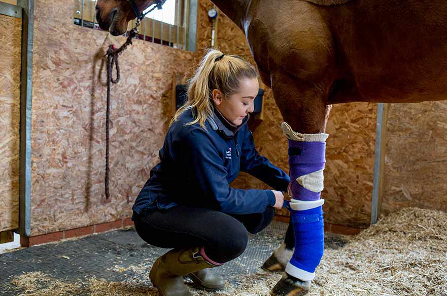 Student bandaging horse