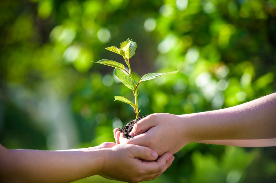 Hands holding a plant