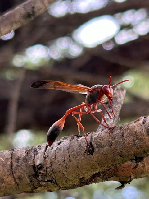 Polistes, a genus of wasp common in South Africa