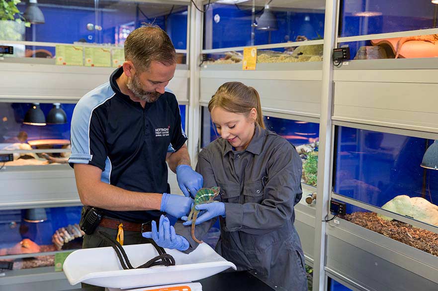 Animal handling in reptile room