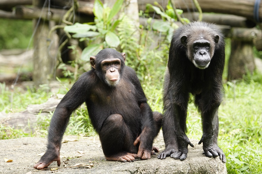 Chimpanzees