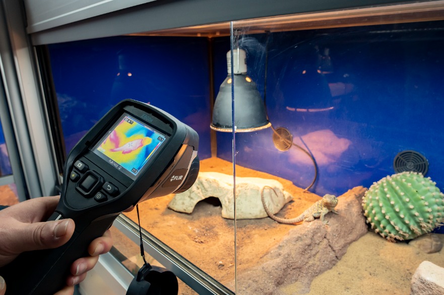BSc Zoology - Students use heat mapping technology on a reptile to understand animal physiology